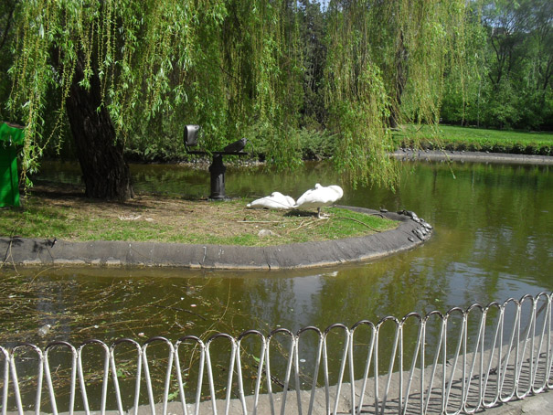 Labudovi i kornjace u Dunavskom parku u Novom Sadu 01 A.jpg